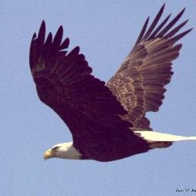 Profile Picture of Judy Amos (@wceagles1) on Twitter