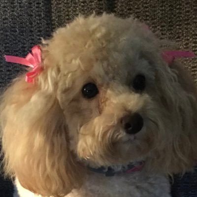 Profile Picture of Shelley Riggs (@ShelleyRiggs17) on Twitter