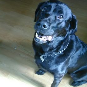 Profile Picture of Nicholas and Rosco (@androsco) on Pinterest