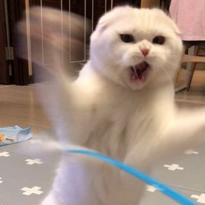 Profile Picture of Cindy Saetern (@CindyluvsKpop) on Twitter