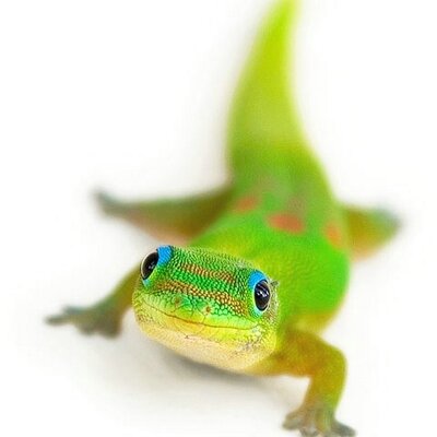 Profile Picture of Laura Stepp (@L_Leedy) on Twitter
