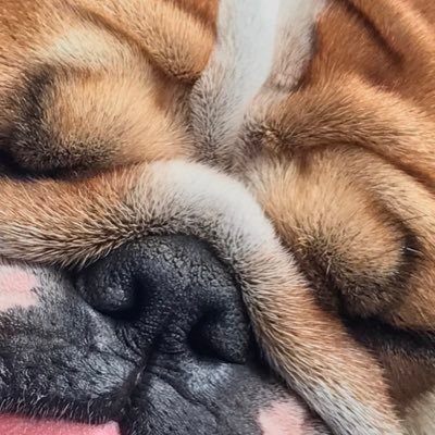 Profile Picture of Saf91 (@aggiesaf91) on Twitter