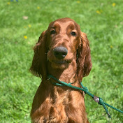 Profile Picture of Lu&Boo Irish Setters (@lubooirishsetters1439) on Youtube