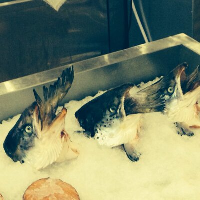 Profile Picture of Ted Swanson (@SwansonTed) on Twitter