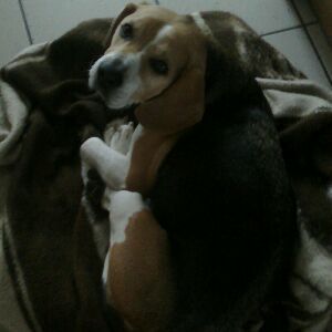 Profile Picture of Julia Huhnhold (@beagle0912) on Tiktok