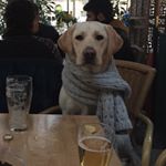 Profile Picture of Steven Plews (@stevenplews) on Instagram