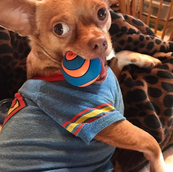 Profile Picture of Lisa Spaziani (@houseofalice) on Poshmark