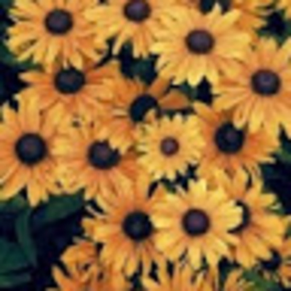 Profile Picture of Angry Lasagna (@beilyetristan) on Poshmark