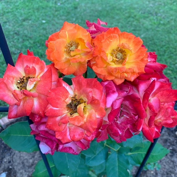 Profile Picture of Debbie Alexander (@dalex174) on Poshmark