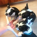 Profile Picture of Penelope, Hawk, Ted & Friends (@boston_terrorizers) on Instagram