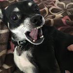 Profile Picture of Michael Miele (@toolfan09) on Instagram