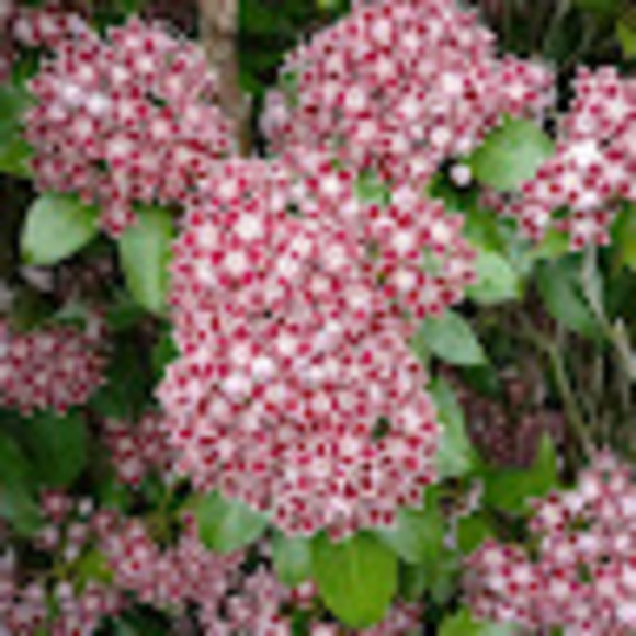 Profile Picture of Nadine Bolliger (@naleah_b) on Poshmark