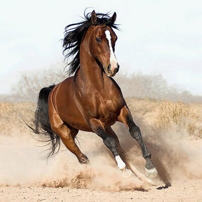 Profile Picture of Fadi Abboud (@fadi_abboud) on Twitter