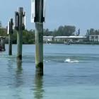 Profile Picture of   The ultimate hunters = 🐬... (@robfishestheworld) on Tiktok