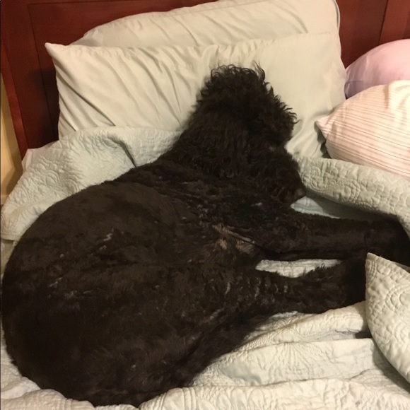 Profile Picture of Tonya Mcgowan (@mcgofamily) on Poshmark