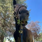 Profile Picture of Clara Wright (@clarawright_equestrian) on Instagram
