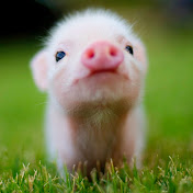 Profile Picture of Zozo And Rachie (@zozoandrachie5992) on Youtube