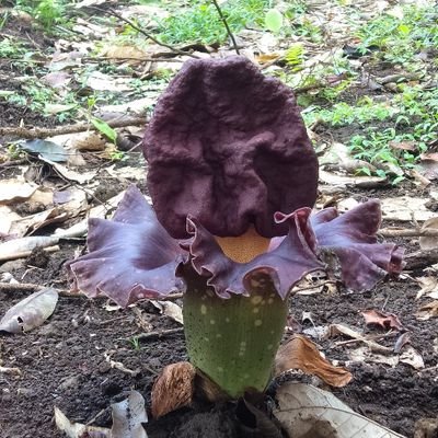 Profile Picture of Mark Toledo (@MarkTol17510926) on Twitter