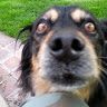 Profile Picture of Steven Lammers (@stevenlammers12) on Pinterest