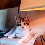 Profile Picture of Kyle Park (@doil37) on Instagram