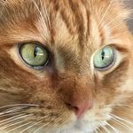 Hal Katz - Instagram Profile Picture of Hal Katz (@katzeyeviewer) on Instagram