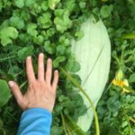 Profile Picture of Lizz Stearns (@robin_hill_farm) on Instagram