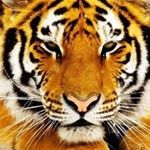 Profile Picture of Tom Yates (@tom_yates_sfc_) on Instagram