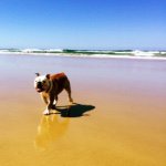 Profile Picture of Tia - Kirsten & Sams fur baby (@tia_britishbulldogmotivation) on Instagram