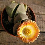 Profile Picture of succulentart Elena Ledesma (@succulentart.es) on Instagram