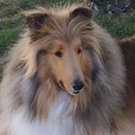 Profile Picture of Shelly Rivard Detrick (@shellyrivarddetrick) on Instagram