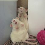 Profile Picture of Andrew (@nycest91) on Instagram