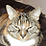 Profile Picture of Yan Zheng (@moguyan) on Flickr