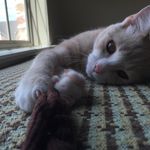Profile Picture of Samuel Michael Presser (@samuelwithcats) on Instagram