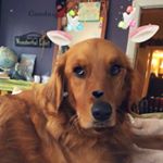 Profile Picture of Grady (@mr.grady.the.golden) on Instagram