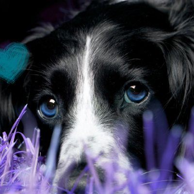 Profile Picture of Alexis Stevenson (@savage_narwhals) on Twitter