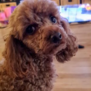 Profile Picture of Kim Jeffreys (Kimbo) (@kim.jeffreys.kimb) on Tiktok