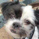 Profile Picture of Charles Nathaniel (@suge_no_knight) on Instagram