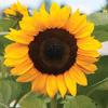 Profile Picture of Laura Egan (@singinglar) on Tiktok