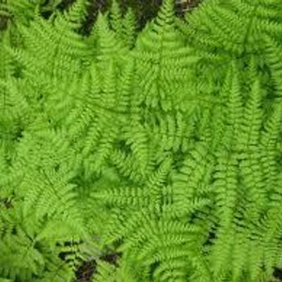 Profile Picture of Randy Pickel (@RandyPickelTree) on Twitter