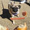 Profile Picture of davidwinch431 (@@pugsrule90) on Tiktok