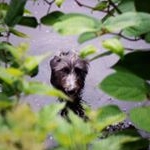 Profile Picture of Jonathan Gordan Shears (@theurbandogwalker) on Instagram