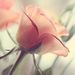 Profile Picture of Lisa Arney (@arney1207) on Pinterest