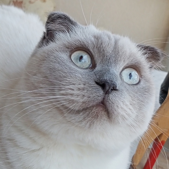 Profile Picture of Ozlem Kocer (@ozm319) on Poshmark