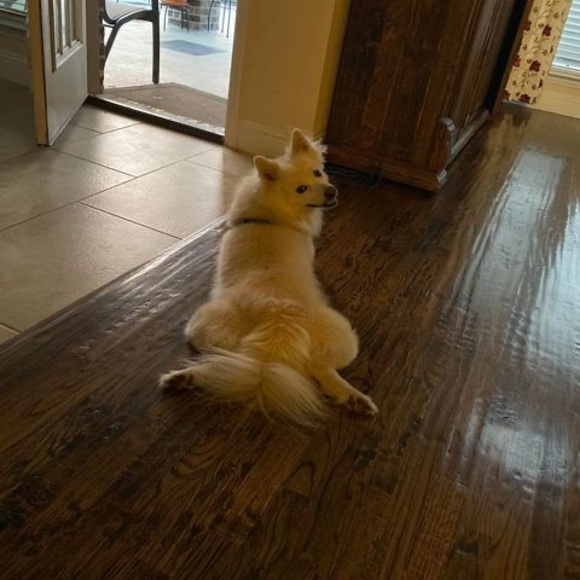 Profile Picture of Steve Do (@stevedo2670) on Poshmark