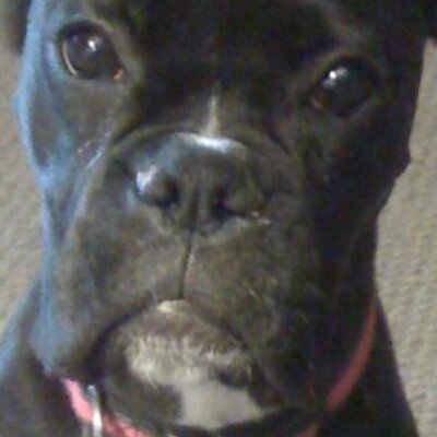 Profile Picture of Scott Sipple (@reagandog11) on Twitter
