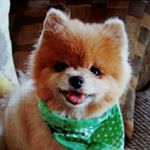 Profile Picture of Drew (@handypandydandy) on Instagram