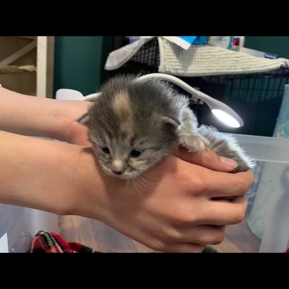 Profile Picture of Rebecca Hansen (@rebeccahanse200) on Poshmark