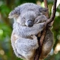 Profile Picture of Andrew Palazzolo (@andrew-palazzolo-3) on Quora