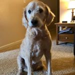 Profile Picture of Cayla McKinnon (@caylamckinnon) on Instagram