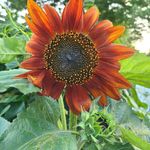 Profile Picture of Cheryl Marion Enterline (@clenterline998) on Instagram